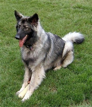 the shiloh shepherd