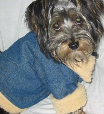 Close up - A long haired, black and tan Silky Terrier dog is sitting across a couch with a white blanket over it, it is wearing a blue jean jacket with a tan trim and it is looking forward.
