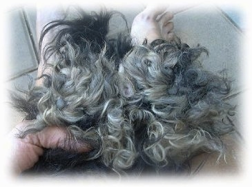 Close up - The underside of a small dog's paws. The dog is laying in a person's lap. The dog has a lot of long hair all over its feet.