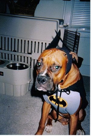 Tank the fawn and black Boxer is wearing a batman costume sitting next to a dog crate carrier.
