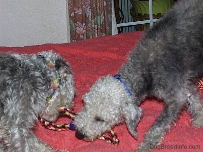 Twiggy and Brenin the Bedlington Terriers playing tug of war with a rope toy on top of a bed