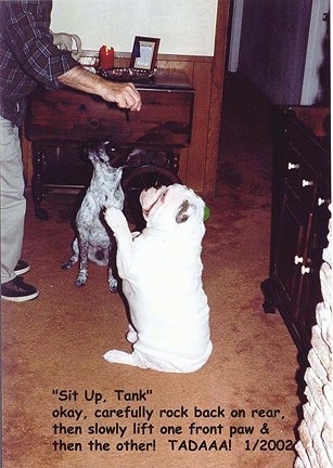 Tank the English Bulldog sitting on his butt next to another dog and reaching his paw up for a treat that a man is holding. The words 'Sit Up, Tank/Okay, carefully rock back on rear,/then slowly lift one front paw &/then the other! TADAA! 1/2002' are overlayed