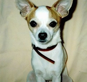 Close Up - Pedro the white with tan Chihuahua is sitting against a tan wall