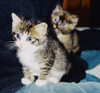 Tigger and Rainy the Kittens are sitting on a blue blanket and looking to the left