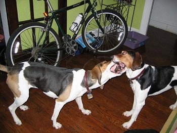 The side of two Treeing Walker Coonhounds that are playing with each other. Their mouths are open and they are biting at one another. There is a bike behind them.