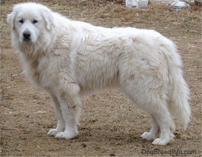 Great Pyrenees Puppies on Great Pyrenees  Pyrenean Mountain Dog   Chien De Montagne Des