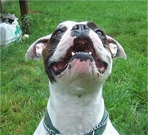 Close up head shot - A round headed, white with brindle Valley Bulldog sitting in grass, its head is lifted up, it is looking forward, its mouth is open and it looks like it is smiling. It has black lips and a black nose.
