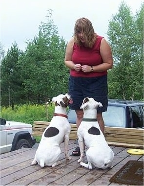 The back of two Valley Bulldogs that are sitting ona truck bed in front of a lady in a red shirt. The dogs are both white with large round dark brown circles on their backs.