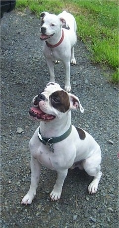 Two Valley Bulldogs are standing and sitting on a gravelly surface, they are looking up, to the left, there mouths are open and it looks like they are smiling.