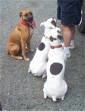 The back of two Valley Bulldogs that are sitting on a gravelly surface in front of a person in jean shorts. There is a red with white Boxer mix sitting across from the Valley Bulldogs, it is looking forward, its mouth is open and its long tongue is hanging out.