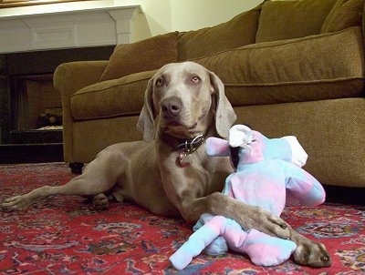 A Weimaraner dog is laying on rug and to the right of it is a brown couch. Its front paws are overtop of a pink and light blue plush doll.