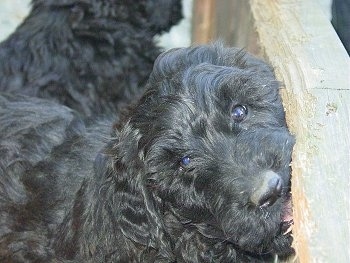 Close up - A wavy coated, black Whoodle is sticking its head against a wooden wall.