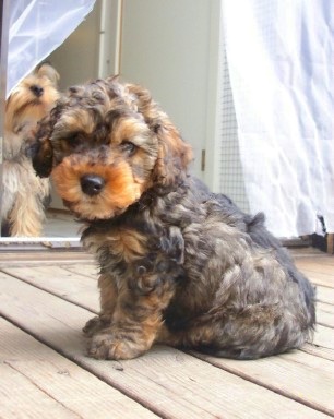 Yorkie  Puppies on Photo Courtesy Of Barbue Beauties Bichon Yorkie And Yorkipoo S