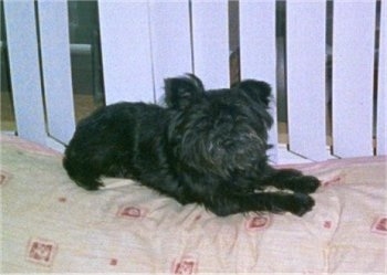 The front right side of a black Affenpinscher that is laying on a bed in front of a window