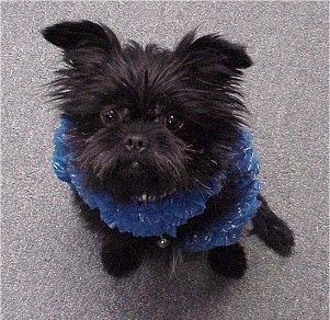 Top down view of A black Affenpinscher puppy that is sitting on a carpet and wearing a boa with a bell