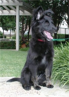 A medium-haired, perk-eared, black Border Collie/Golden Retriever/Rottweiler/Doberman puppy is sitting on a porch and it is looking to the right. Its mouth is open and tongue is out. There is a bush next to it.