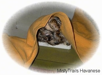 A little wet tan puppy is standing against the side of a sink and it has an orange towel over its head.