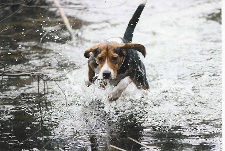 Snoopy the Beagle is running through water