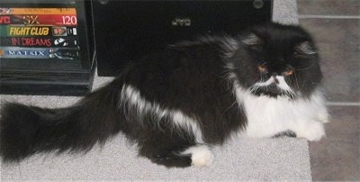 Oreo the black and white bicolor Persian cat is laying on a rug with an entertainment system on it that has VHS Tapes on it