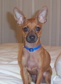 Mylo the Chihuahua is sitting on a bed and looking at the camera holder