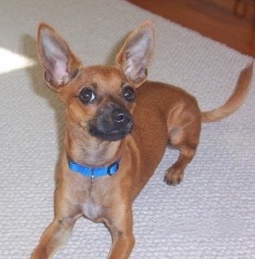 Mylo the brown and black Chihuahua is laying on a rug and looking up to the camera holder