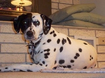 Dot the Dalmatian puppy with a black spot that takes up half its face. Dot is laying in front of a wall inside of a home