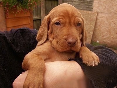 A wrinkly red Wirehaired Vizsla puppy is being held in the arm of a person. The puppy has big paws with little toenails and a soft looking short coat with a brown nose.