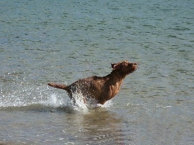 Action shot - A red Wirehaired Vizsla dog is running across water and it is looking up with splashes of water around it.