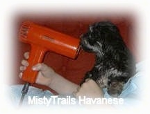 A little black Havanese puppy is looking at the red blow dryer in front of it.