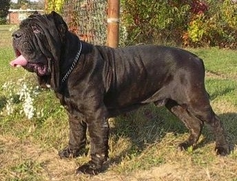 Neapolitan Mastiff Puppies on That Picture Is Not A Tosa That Looks More Like A Neopolitan Mastiff