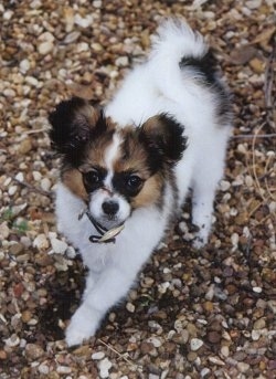 Front view - A fluffy, white with tan and black Papillon puppy is walking down a rocky surface looking up.