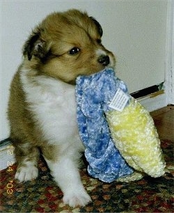 Close up front view - A brown and white Shetland Sheepdog puppy is sitting on a rug, it has a blue and yellow plush toy in its mouth and it is looking to the right.