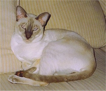 Sid the Siamese Cat is laying on a yellow pin stripe couch and looking directly at the camera holder