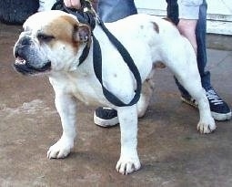 Victorian Bulldogs