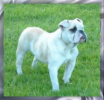 Victorian Bulldog Information and Pictures, Victorian B