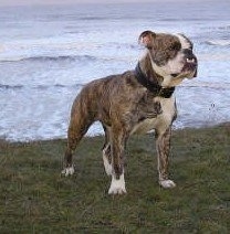 Victorian Bulldog