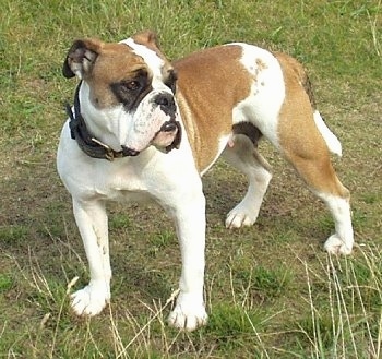 Victorian Bulldog