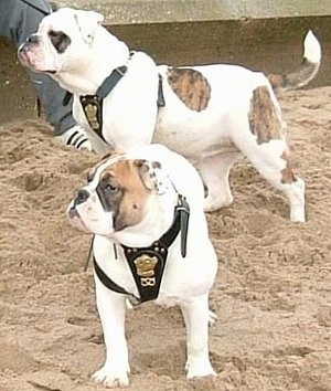 Victorian Bulldogs