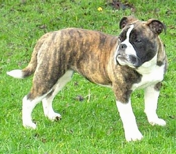 Dog Breeds, Victorian Bulldog