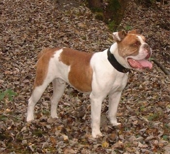 Victorian Bulldogs