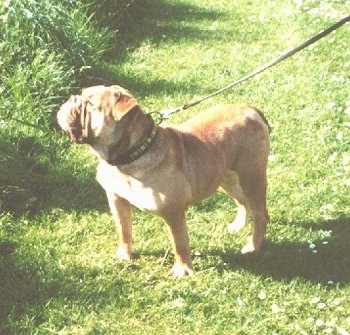 Victorian Bulldogs