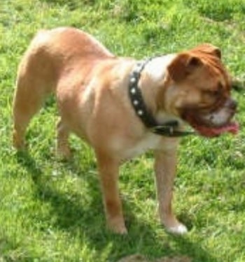 Victorian Bulldogs