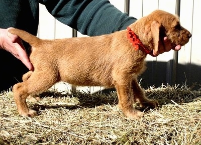 The right side of a red Wirehaired Vizsla puppy that is standing across a straw surface. There is a person with there hands on the puppys chin and backside helping the pup stand in a show stack.