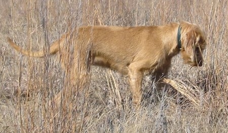 The right side of a Wirehaired Vizsla dog with a long tail that is standing in a field with tall dried brown grass. The Vizsla is looking down.
