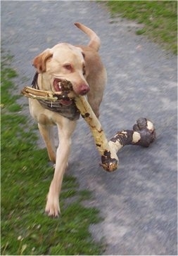 Cali the Labrador Retriever is dragging a huge branch through a field