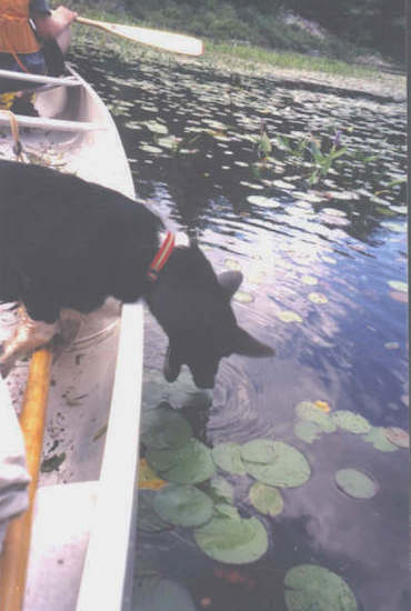 Cowboy the Borgi is on the water in a canoe with a person. There is a large rock to the right of the boat