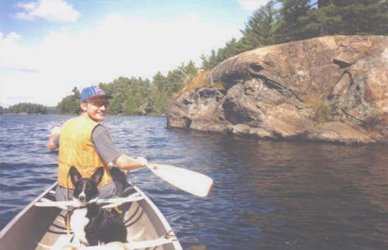 Cowboy the Borgi is drinking water from over the edge of a canoe with lily pads in the water