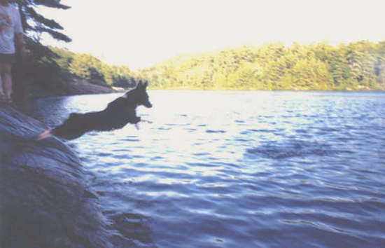 Cowboy the Borgi is in mid-jump off of a rock into a body of water