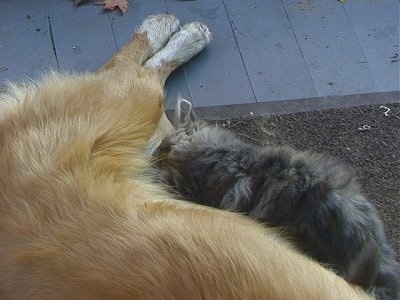 Close Up - The Kitten suckling on Tilly