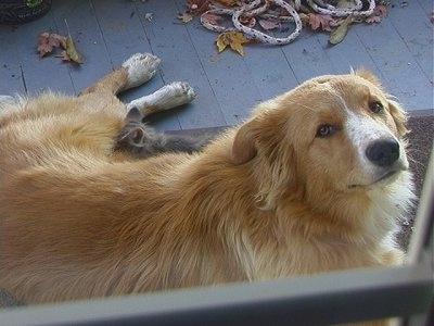 Tilly the dog is laying on a porch and allowing a kitten to suckle on its nipple